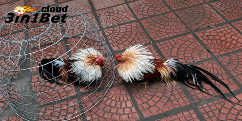 Chăm sóc gà đá cựa sắt để đạt phong độ cao nhất