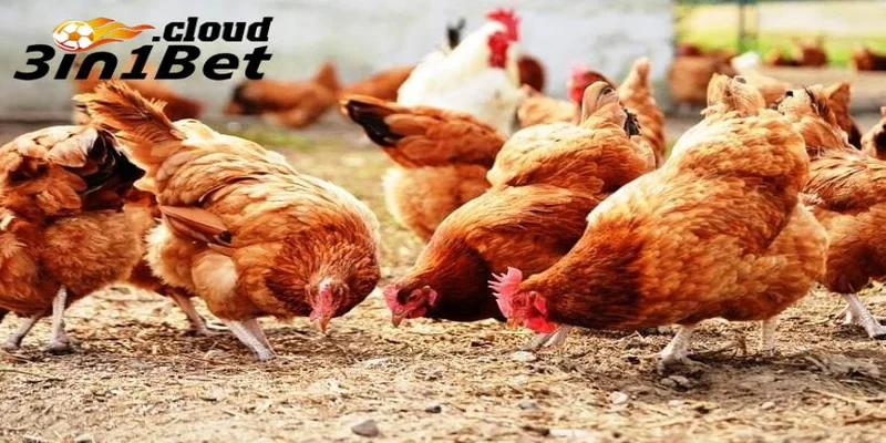 Các lưu ý trong cách trộn thức ăn cho gà đá