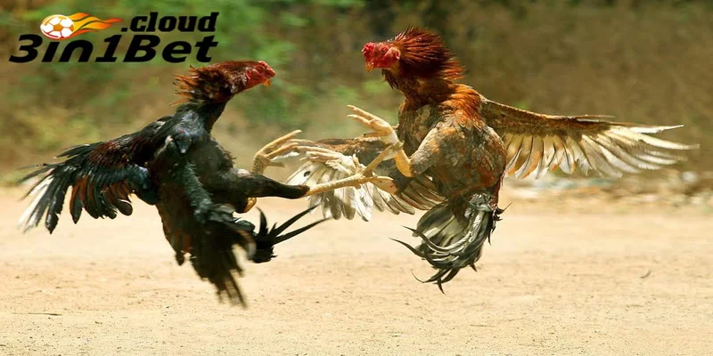 Giới thiệu về đá gà 3IN1BET