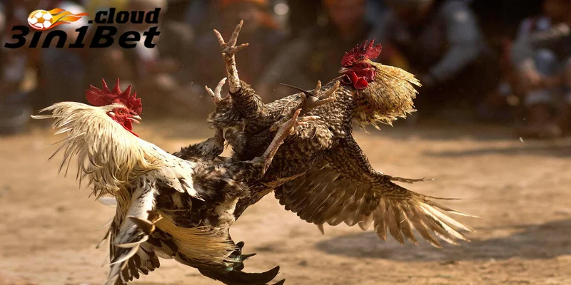 Hướng dẫn tham gia đá gà 3IN1BET nhận thưởng cực dễ