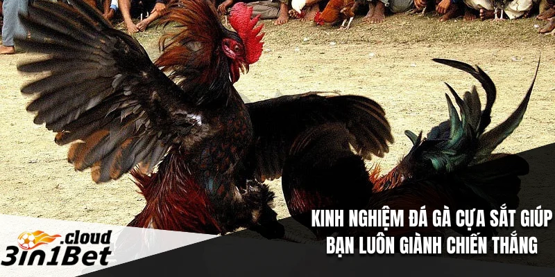 Kinh nghiệm đá gà cựa sắt